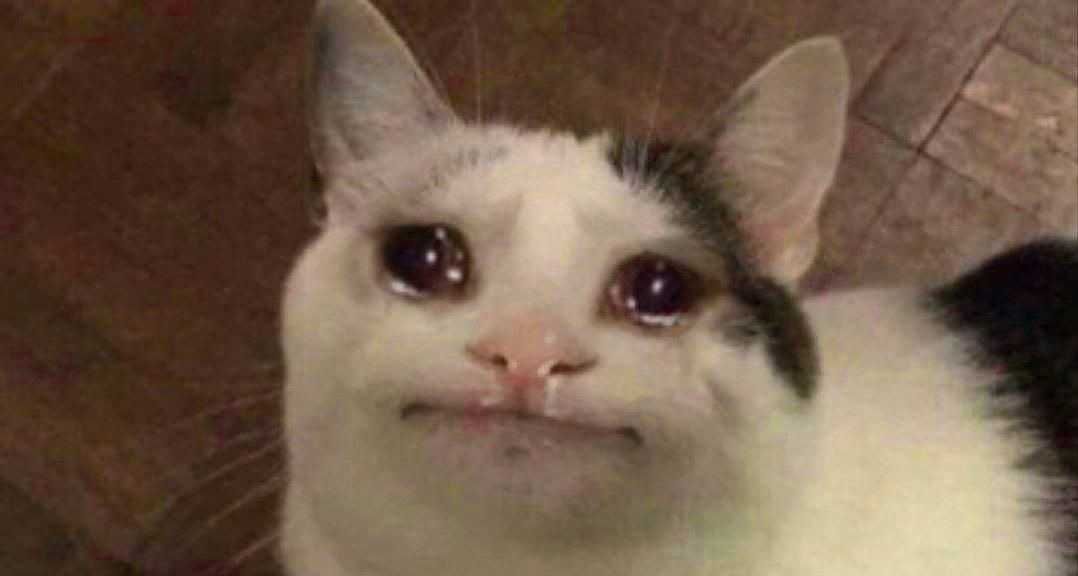 Crying Cat Meme Template and Generator - Caption Now!