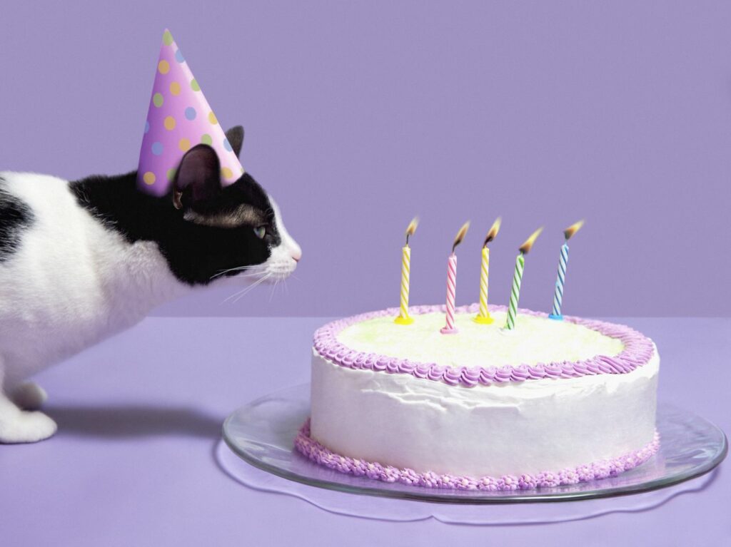 Discover 98+ birthday cake meme generator - awesomeenglish.edu.vn